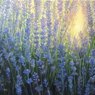 FLO09 Lavender at Sunset